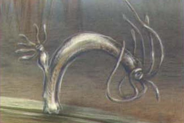 Kraken cc