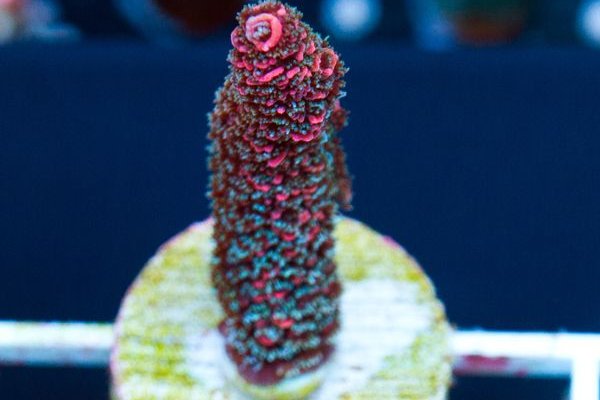 Kraken сайт tor