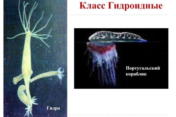 Кракен сообщество